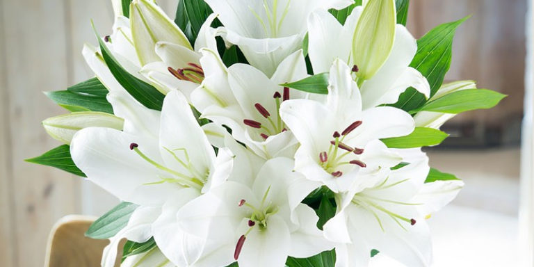 surprising-facts-about-lilies-blossoming-gifts-blog