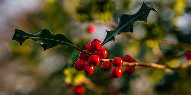 The Traditions Of Christmas Plants - Blossoming Gifts