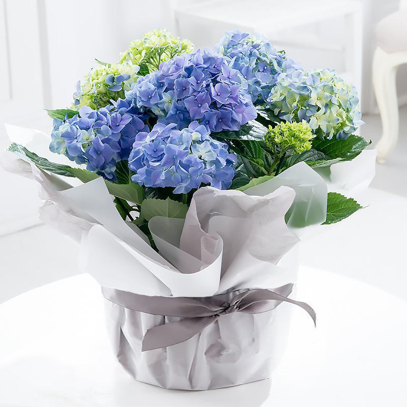 Gift Wrapped Blue Hydrangea Plant - Hydrangeas - Next Day Plant Gift Delivery UK - Blossoming Gifts