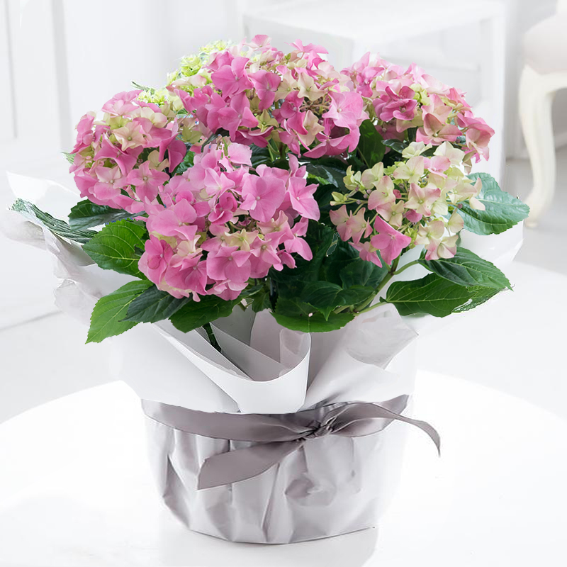 Gift Wrapped Pink Hydrangea Plant - Hydrangeas - Next Day Plant Gift Delivery UK - Blossoming Gifts