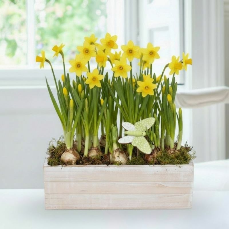 Mother's Day Spring Narcissi Planter image