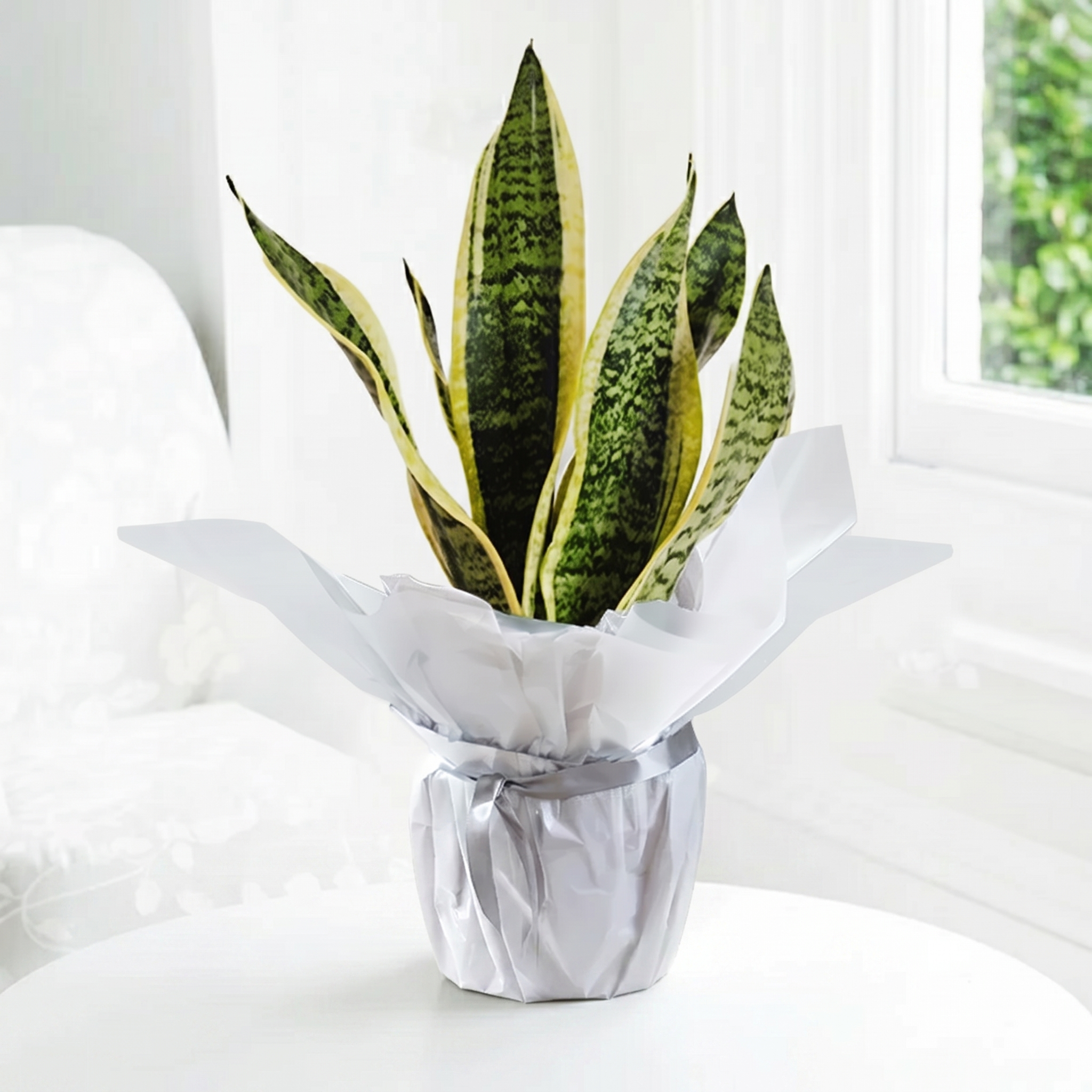 Gift Wrapped Snake Plant - Next Day Plant Gift Delivery UK - Blossoming Gifts