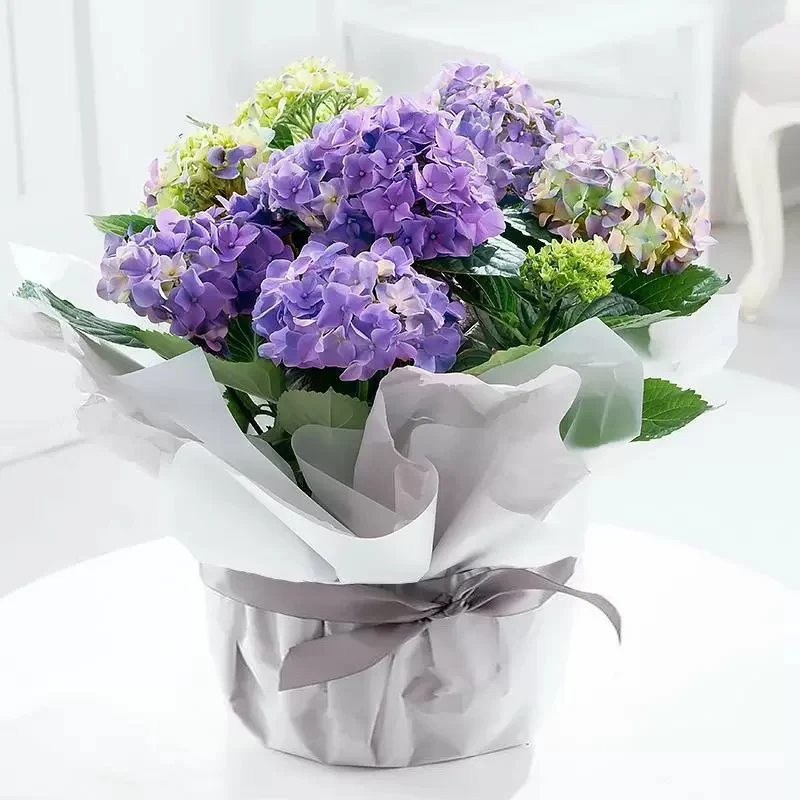 Gift Wrapped Blue Hydrangea Plant - Hydrangeas - Next Day Plant Gift Delivery UK - Blossoming Gifts