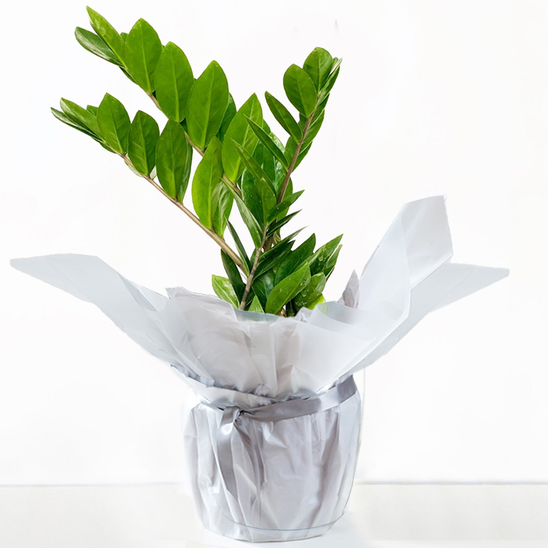 Gift Wrapped ZZ Plant - Next Day Plant Gift Delivery UK - Blossoming Gifts